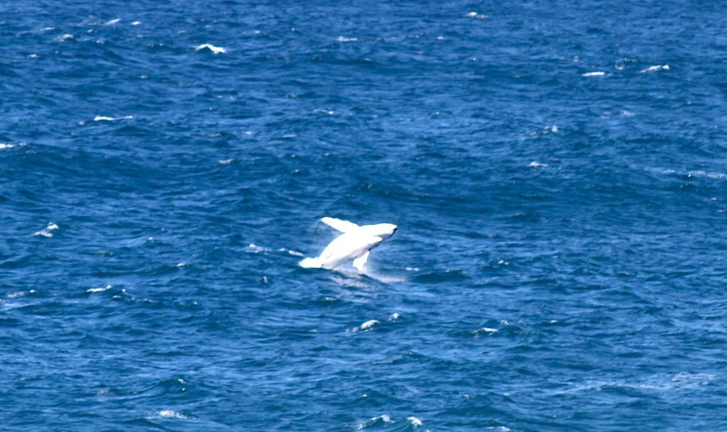 Sea Whispers Bed and Breakfast Kiama Buitenkant foto